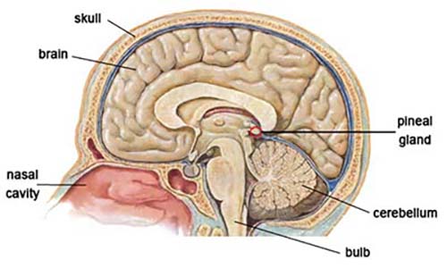 pineal gland brain